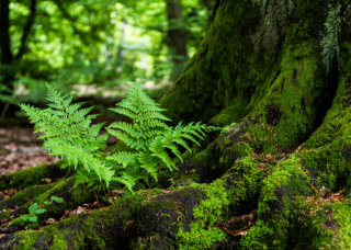 Fotokurse Naturfotografie